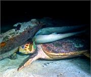 Turtles3-7