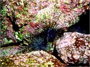 Urchins1-2