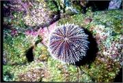 Urchins1-3