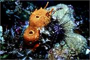 Urchins1-5