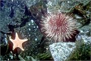 Urchins1-6