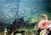Urchins2-5