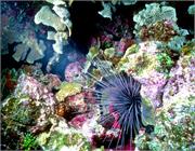 Urchins2-6