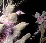 Urchins2-9